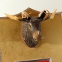 Redtop Extra Dry Beer Mounted Moose Sign Photo 3